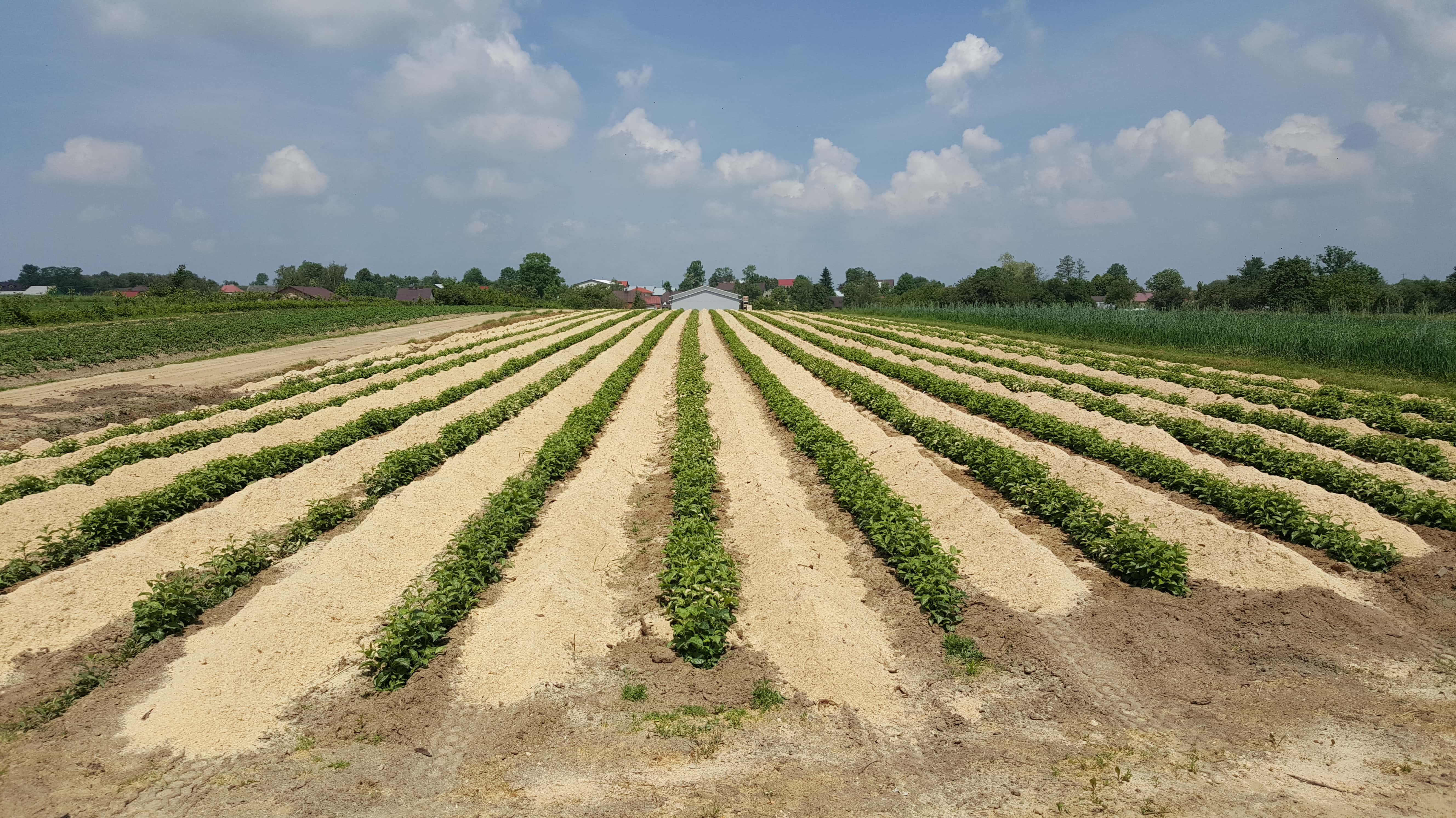 Nurseries for vegetative rootstocks 